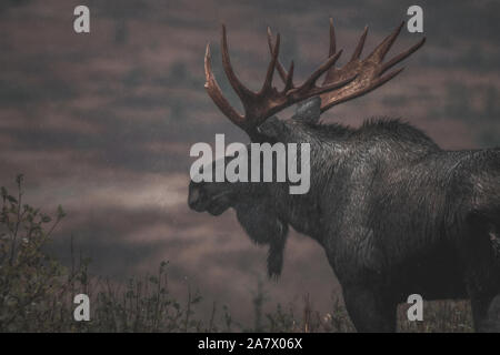 Alaskan bull Elch (alces alces gigas) Spaziergänge durch den Regen, Yukon Territory, Kanada Stockfoto