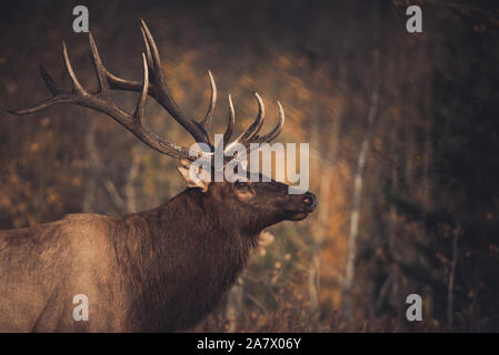 Ein Elch stier, cervus canadensis, im Herbst Brunftzeit, Yukon Territory, Kanada Stockfoto