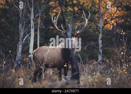 Elch stier (Cervus canadensis) in Wald, die Hälfte von einem Baum fallen, Yukon Territory, Kanada Stockfoto