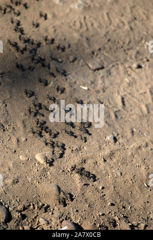 Linie der Ameisen in South Luangwa Park, Mfuwe, Sambia. Stockfoto