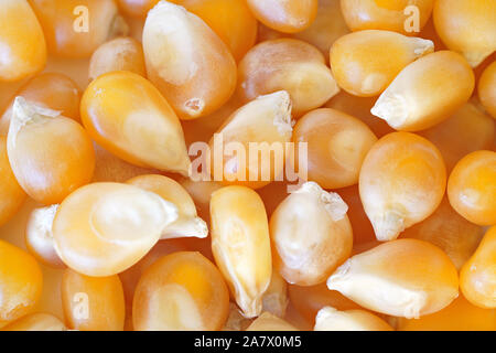 Gelbe unpopped popcorn Maiskörner, Nahaufnahme Detail Foto
