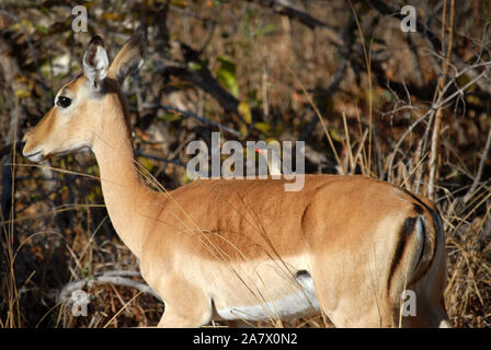 Weibliche Impalas während auf Safari im South Luangwa National Park, Sambia, Afrika gesehen. Stockfoto