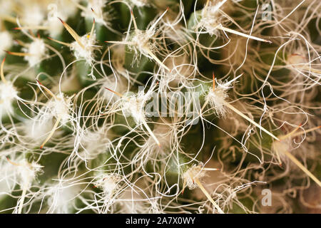 Kaktus Stacheln, detaillierte closeup Foto, weisse Fäden zwischen scharfen Spitzen sichtbar Stockfoto