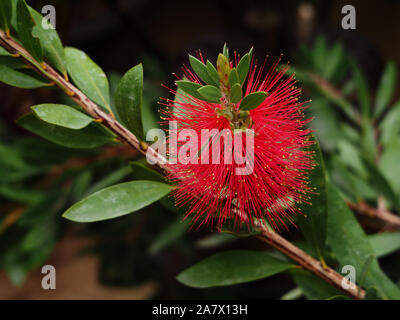 Bottlebrush callistemons Stockfoto