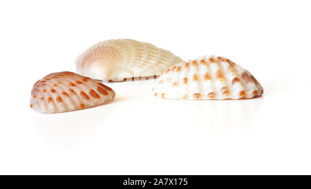 Drei kleine Jakobsmuscheln Muscheln auf weißem Hintergrund, closeup Detail Stockfoto