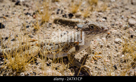 Mojave fringe-toed Eidechse in der Mojave-wüste, USA Stockfoto