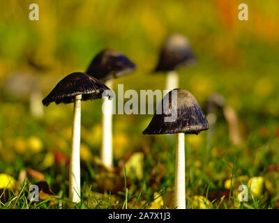 Vier shaggy mane Pilz (Coprinus comatus) mit Kappen entfaltete und Schwarz. Ottawa, Ontario, Kanada. Stockfoto