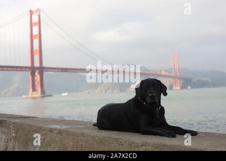 Porträt von einem schwarzen Hund liegend auf einem Stein Vorsprung vor einer großen Hängebrücke überqueren einer Hafen. Stockfoto