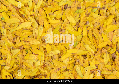 Gefallene Honig-Heuschreckenblätter (Gleditsia triacanthos), Herbst, MN, USA, von Dominique Braud/Dembinsky Photo Assoc Stockfoto