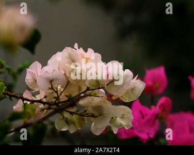 Weiße bougainvillea Stockfoto