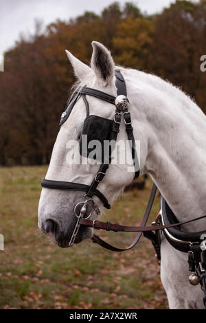 Kopf von einem weißen Pferd mit Scheuklappen. Schließen Sie herauf Bild Stockfoto