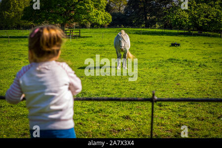 Junge, Kaukasier weißes Mädchen stehen auf Zaun und beobachten Pferde auf dem Bauernhof oder Wiese, Sommertag, Irland Stockfoto