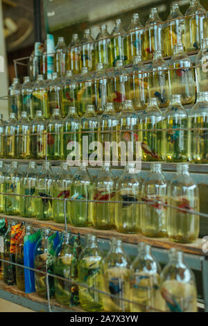 Kleine Flasche ausgewachsene Fische leben leben in einer grünen Gefängnis Flasche Stockfoto