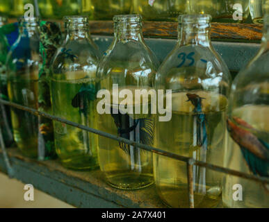 Kleine Flasche ausgewachsene Fische leben leben in einer grünen Gefängnis Flasche Stockfoto