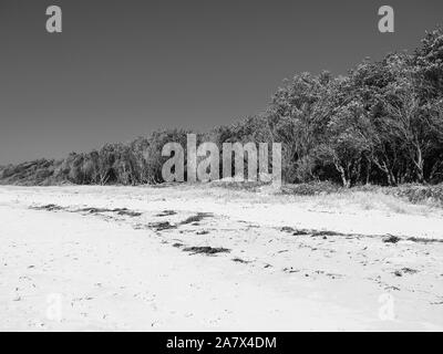 Schwarz-weiß von der Strandszene mit Bäumen und Buschvegetation der australischen Landschaft, die ohne ihre Farbe karge und surreale aussieht Stockfoto