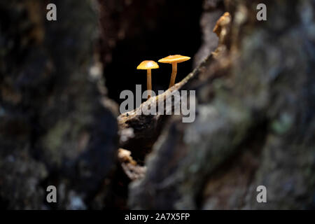 Ein paar kleine Pilze beleuchtete innen Baumstamm - Balsam Grove, in der Nähe der Brevard, North Carolina, USA Stockfoto