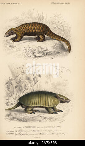 6-Gebändert Gürteltier, Euphractus sexcinctus und indischen Pangolin, Dick-tailed pangolin oder schuppigen Ameisenbär, Manis Crassicaudata. Papierkörbe Kupferstich von Fournier nach einer Illustration von Edouard Travies von Charles d'Orbigny das Wörterbuch Universel d'Histoire Naturelle (Wörterbuch), Paris, 1849. Stockfoto