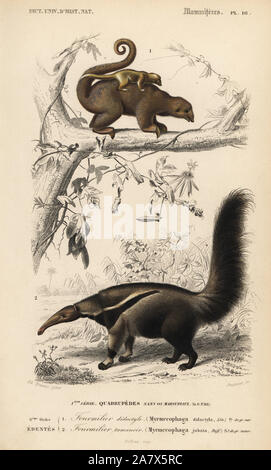 Silky anteater oder pygmy Ameisenbär, Zyklopen didactylus und riesigen ameisenbär, Myrmecophaga tridactyla (anfällig). Papierkörbe Kupferstich von Fournier nach einer Illustration von Edouard Travies von Charles d'Orbigny das Wörterbuch Universel d'Histoire Naturelle (Wörterbuch), Paris, 1849. Stockfoto