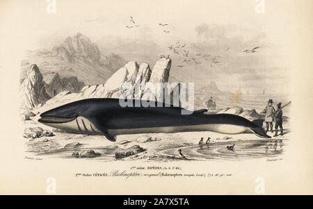 Rorqual oder Finnwale, Balaenoptera physalus. Gefährdet. Papierkörbe Kupferstich von Fournier nach einer Illustration von Edouard Travies von Charles d'Orbigny das Wörterbuch Universel d'Histoire Naturelle (Wörterbuch), Paris, 1849. Stockfoto