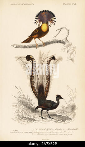 Hervorragende Leierschwanz-vogels, Menura novaehollandiae und Amazonischen royal, Onychorhynchus coronatus. Papierkörbe Kupferstich von Fournier nach einer Illustration von Edouard Travies von Charles d'Orbigny das Wörterbuch Universel d'Histoire Naturelle (Wörterbuch), Paris, 1849. Stockfoto