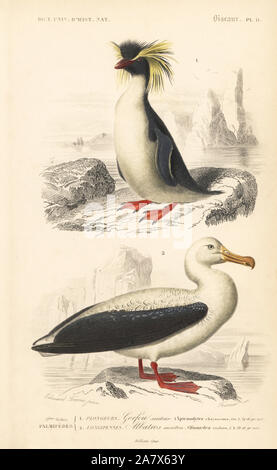 Südliche rockhopper penguin Eudyptes chrysocome (anfällig), und wanderalbatross, Diomedea exulans (anfällig). Papierkörbe Kupferstich von Fournier nach einer Illustration von Edouard Travies von Charles d'Orbigny das Wörterbuch Universel d'Histoire Naturelle (Wörterbuch), Paris, 1849. Stockfoto