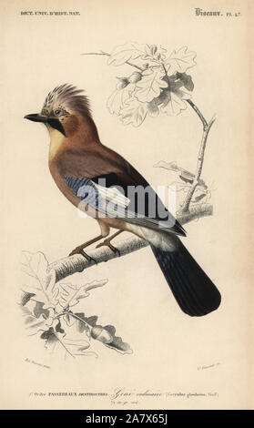 Eurasian Jay, Garrulus glandarius. Papierkörbe Kupferstich von Witwe Fournier nach einer Illustration von Edouard Travies von Charles d'Orbigny das Wörterbuch Universel d'Histoire Naturelle (Wörterbuch), Paris, 1849. Stockfoto