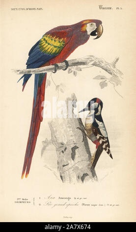 Hellrote ara Ara Macao, und Buntspecht, Dendrocopos major. Papierkörbe Kupferstich von Fournier nach einer Illustration von Edouard Travies von Charles d'Orbigny das Wörterbuch Universel d'Histoire Naturelle (Wörterbuch), Paris, 1849. Stockfoto