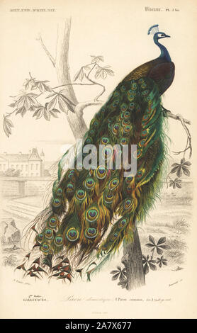Indische Pfau, Pavo cristatus. Papierkörbe Kupferstich von Fournier nach einer Illustration von Edouard Travies von Charles d'Orbigny das Wörterbuch Universel d'Histoire Naturelle (Wörterbuch), Paris, 1849. Stockfoto
