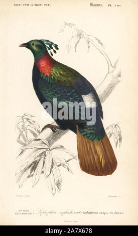 Himalayan monal, Lophophorus impejanus. Papierkörbe Kupferstich von Fournier nach einer Illustration von Edouard Travies von Charles d'Orbigny das Wörterbuch Universel d'Histoire Naturelle (Wörterbuch), Paris, 1849. Stockfoto