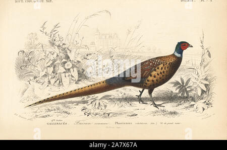 Gemeinsame Fasan Phasianus colchicus. Papierkörbe Kupferstich von Fournier nach einer Illustration von Edouard Travies von Charles d'Orbigny das Wörterbuch Universel d'Histoire Naturelle (Wörterbuch), Paris, 1849. Stockfoto