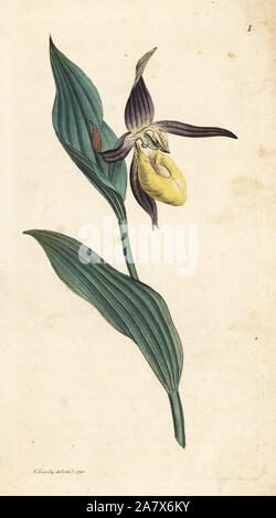 Frauenschuh, Cypripedium calceolus Orchidee. Papierkörbe Kupferstich nach einer Illustration von James Sowerby von James Smith's Englisch Botanik, London, 1790. Stockfoto