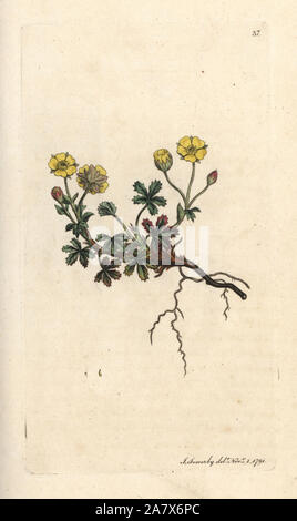 Großblütige potentilla, Potentilla grandiflora (Frühjahr cinquefoil, Potentilla verna). Papierkörbe Kupferstich nach einer Illustration von James Sowerby von James Smith's Englisch Botanik, London, 1791. Stockfoto