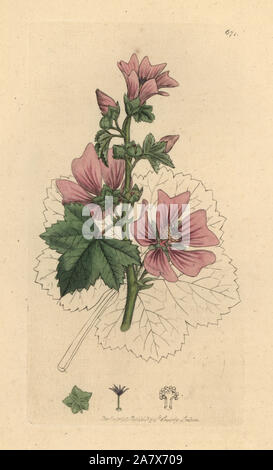 Gemeinsame malve Malva Sylvestris. Papierkörbe Kupferstich nach einer Zeichnung von James Sowerby für James Smith's Englisch Botanik, 1799. Stockfoto