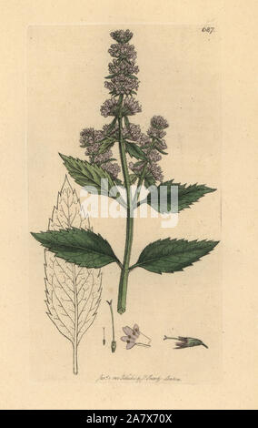 Pfefferminze, Mentha Piperita. Papierkörbe Kupferstich nach einer Zeichnung von James Sowerby für James Smith's Englisch Botanik, 1800. Stockfoto