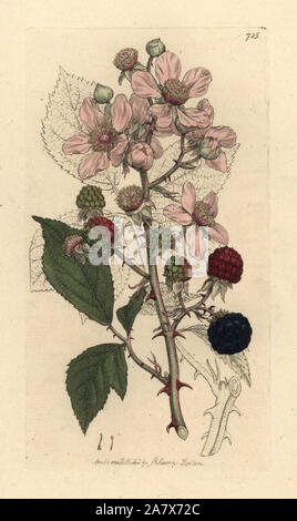 Gemeinsame dornbusch oder Blackberry, Rubus fruticosus. Papierkörbe Kupferstich nach einer Zeichnung von James Sowerby für James Smith's Englisch Botanik, 1800. Stockfoto