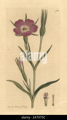 Planlagestörungen, Agrostemma githago Mais. Papierkörbe Kupferstich nach einer Zeichnung von James Sowerby für James Smith's Englisch Botanik, 1800. Stockfoto