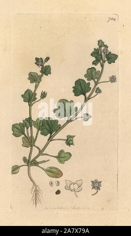 Ivy-leaved Speedwell, Veronica hederifolia. Papierkörbe Kupferstich nach einer Zeichnung von James Sowerby für James Smith's Englisch Botanik, 1800. Stockfoto
