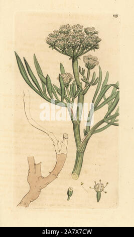 Meer queller oder rock Fenchel, Crithmum maritimum. Papierkörbe Kupferstich nach einer Zeichnung von James Sowerby für James Smith's Englisch Botanik, 1800. Stockfoto