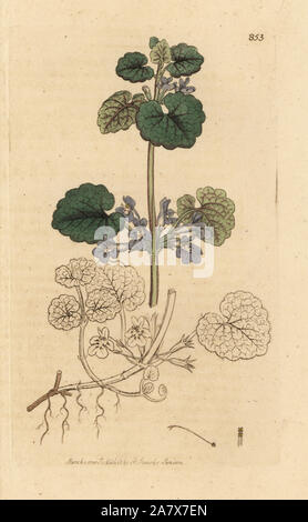 Boden Efeu, Glechoma hederacea. Papierkörbe Kupferstich nach einer Zeichnung von James Sowerby für James Smith's Englisch Botanik, 1801. Stockfoto