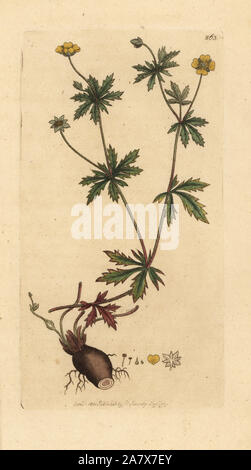 Gemeinsame, tormentill Potentilla erecta (Tormentilla officinalis). Papierkörbe Kupferstich nach einer Zeichnung von James Sowerby für James Smith's Englisch Botanik, 1801. Stockfoto