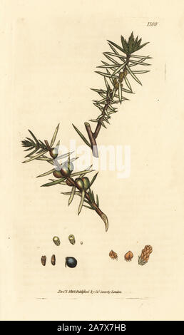 Gemeinsame Wacholder, Juniperus communis. Papierkörbe Kupferstich nach einer Zeichnung von James Sowerby für James Smith's Englisch Botanik, 1802. Stockfoto