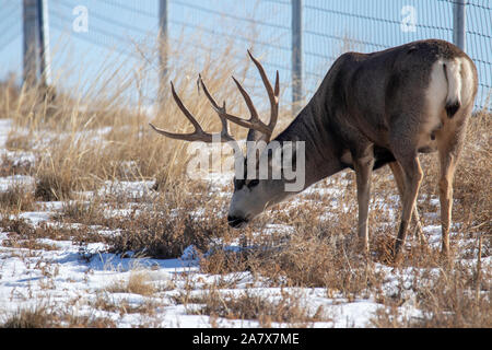 Typische Hirsch Buck (Odocoileus Hemionus) Rocky Mountain Arsenal Wildlife Refuge Colorado, USA Stockfoto