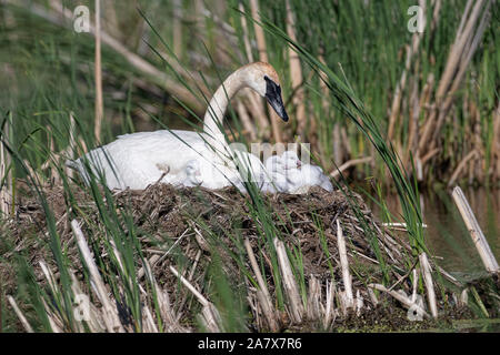 Trompeter Schwan (Cygnus buccinator), Pen auf dem Nest mit einem Tag alte Cygnets Stockfoto