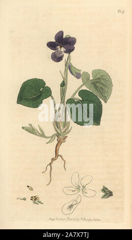 Süße violett, Viola odorata. Papierkörbe Kupferstich nach einer Zeichnung von James Sowerby für Smith's Englisch Botanik, 1799. Stockfoto