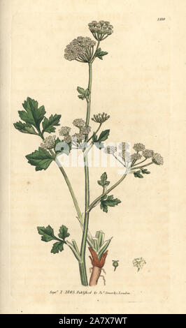 Wilde Sellerie, apium graveolens. Papierkörbe Kupferstich nach einer Zeichnung von James Sowerby für James Smith's Englisch Botanik, 1803. Stockfoto