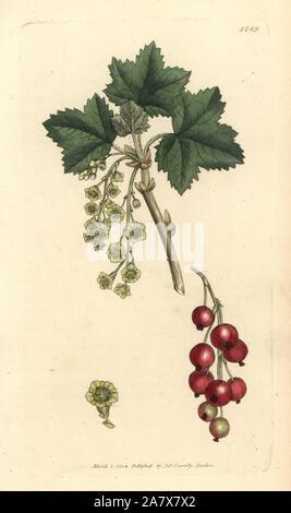 Johannisbeere, Ribes rubrum. Papierkörbe Kupferstich nach einer Zeichnung von James Sowerby für James Smith's Englisch Botanik, 1804. Stockfoto