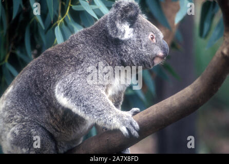 EIN AUSTRALISCHER KOALA (PHASCOLARCTOS CINEREUS) IN EUKALYPTUSBAUM. Stockfoto