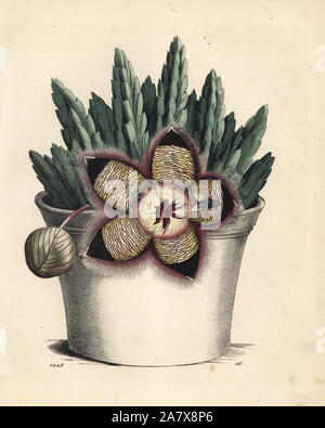 Starfish Kaktus, Orbea variegata (stapelia Variegata) im Topf. Papierkörbe Lithographie von Carl Hoffmann's Buch der Welt, Stuttgart, 1849. Stockfoto