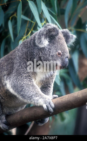 Eine australische KOALA (PHASCOLARCTOS CINEREUS) Stockfoto