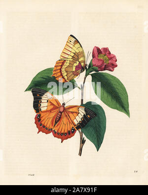 Plain tawny rajah Schmetterling, Charaxes psaphon (Nymphalis bernardus) auf eine Kamelie. Von Edward Donovan ist ein Inbegriff für die natürliche Geschichte der Insekten von China, 1800 kopiert. Papierkörbe Lithographie von Carl Hoffmann's Buch der Welt, Stuttgart, 1849. Stockfoto